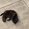 Jill joined the competition — help win amazing prizes! cat, black_cat, animal, pet, fluffy, sleeping, resting, sidewalk, concrete, outdoor, texture, fur, relaxed, curled_up, quiet, nature, daylight, mammal, whiskers, tail