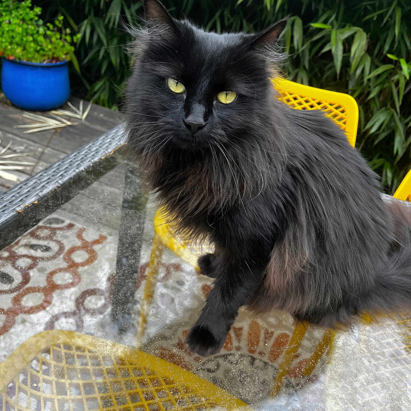 Jill is registered to the contest to win money with this photo: black_cat, cat, yellow_eyes, fluffy_fur, glass_table, yellow_chair, outdoor, bamboo, green_plants, plant_pot, blue_pot, wooden_deck, pet, animal, feline, sitting, portrait, domestic_cat, nature, relaxed