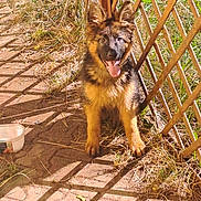 Alysée a rejoint le concours — aidez-le/la à gagner de superbes lots ! dog, puppy, german_shepherd, outdoor, sunlight, fence, grass, tongue_out, happy, pet, animal, playful, young_dog, nature, shadow, ground, cage, smiling, ears_up, fur