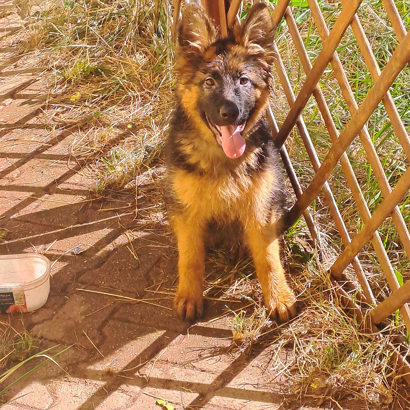 Alysée a rejoint le concours — aidez-le/la à gagner de superbes lots ! animal, cage, dog, ears_up, fence, fur, german_shepherd, grass, ground, happy, nature, outdoor, pet, playful, puppy, shadow, smiling, sunlight, tongue_out, young_dog