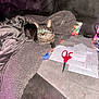 Lucy joined the competition — help win amazing prizes! cat, tabby, blanket, couch, scissors, papers, keys, flash, reflection, indoor, cozy, soft_texture, clutter, domestic, pet, feline, relaxed, fur, resting, home