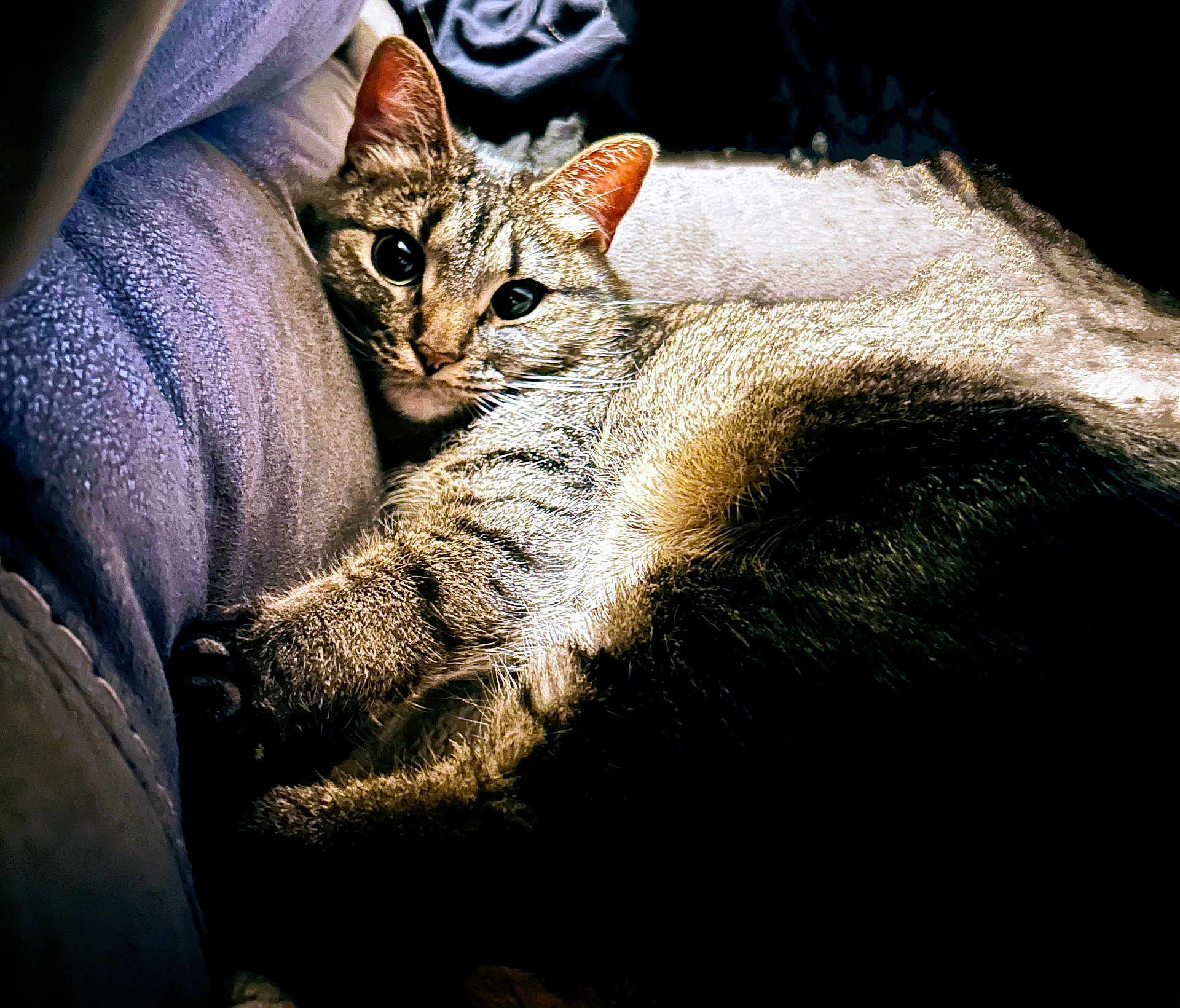 Lucy is registered to the contest to win money with this photo: cat, tabby, pet, animal, feline, cozy, blanket, fur, whiskers, ears, indoor, resting, cute, relaxed, soft, closeup, portrait, sleepy, cushion, comfort