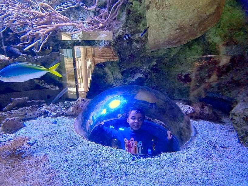 Nino participe au concours pour gagner de l'argent avec cette photo : aquarium, aquatic_plant, blue, body_of_water, coral, electric_blue, fin, fish, fish_supply, fun, marine_biology, nature, organism, person, personal_protective_equipment, recreation, reef, rock, toddler, underwater