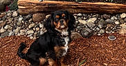 Rick is registered to the contest to win money with this photo: dog, outdoor, mulch, flowers, rocks, log, garden, pet, black_and_tan, sitting, collar, fur, cute, animal, nature, plant, soil, leaves, background, portrait