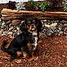 dog, outdoor, mulch, flowers, rocks, log, garden, pet, black_and_tan, sitting, collar, fur, cute, animal, nature, plant, soil, leaves, background, portrait