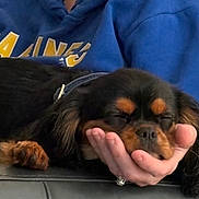 Rick joined the competition — help win amazing prizes! dog, sleeping, hand, person, blue_hoodie, black_and_brown, paw, resting, close_up, indoor, casual_clothing, cute, pet, calm, relaxation, furry, domestic_animal, companion, comfort, nap