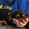 dog, sleeping, hand, person, blue_hoodie, black_and_brown, paw, resting, close_up, indoor, casual_clothing, cute, pet, calm, relaxation, furry, domestic_animal, companion, comfort, nap