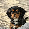 Rick is registered to the contest to win money with this photo: puppy, dog, pet, cute, black_and_tan, collar, indoor, blanket, fur, young_dog, animal, mammal, portrait, looking_at_camera, small_dog, companion, adorable, domestic_animal, face, expression