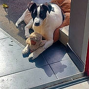 Scoubidou participe au concours pour gagner de l'argent avec cette photo : dog, stuffed_toy, toy_duck, dog_bed, sunlight, shadow, floor_tile, black_and_white, pet, indoor, relaxing, animal, cozy, companion, playful, domestic, cute, home, resting, comfort