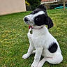 Scoubidou a rejoint le concours — aidez-le/la à gagner de superbes lots ! puppy, dog, black_and_white, grass, outdoor, pet, collar, tag, head_tilt, cute, young, animal, fur, sitting, greenery, house, tree, garden, playful, curious