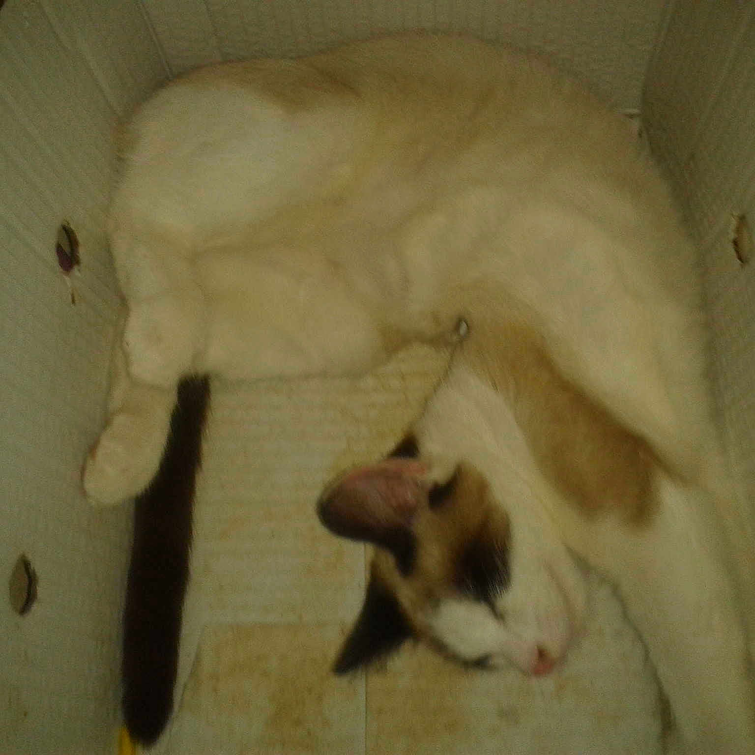 Junior