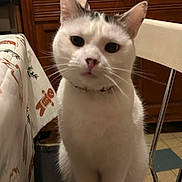Uga participe au concours pour gagner de l'argent avec cette photo : animal, black_markings, cat, chair, closeup, collar, curious, feline, floor_tiles, gingerbread_man, holiday_theme, indoor, kitchen, pet, seated, table, tablecloth, whiskers, white_cat, wooden_cabinet