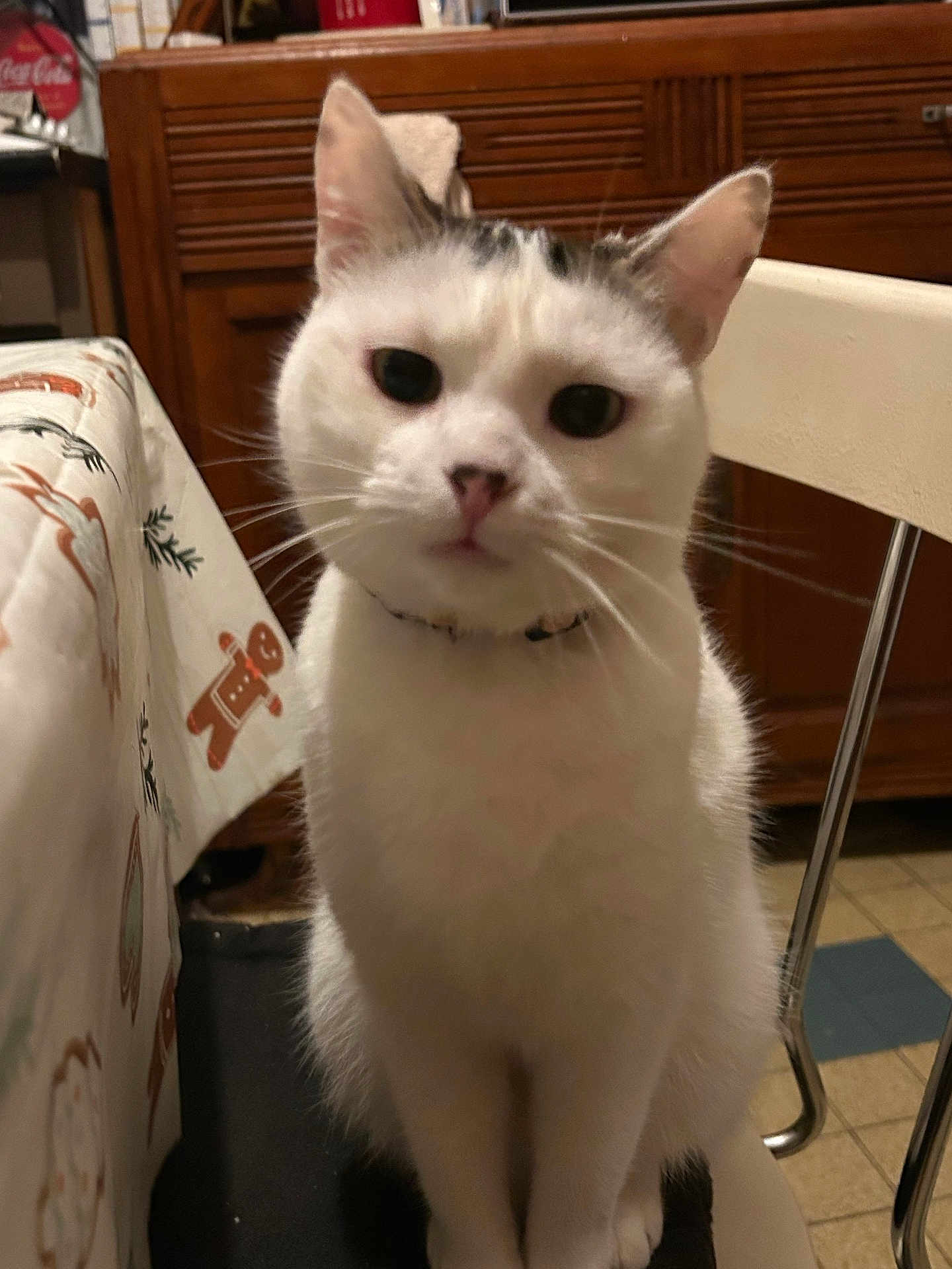 Uga participe au concours pour gagner de l'argent avec cette photo : animal, black_markings, cat, chair, closeup, collar, curious, feline, floor_tiles, gingerbread_man, holiday_theme, indoor, kitchen, pet, seated, table, tablecloth, whiskers, white_cat, wooden_cabinet