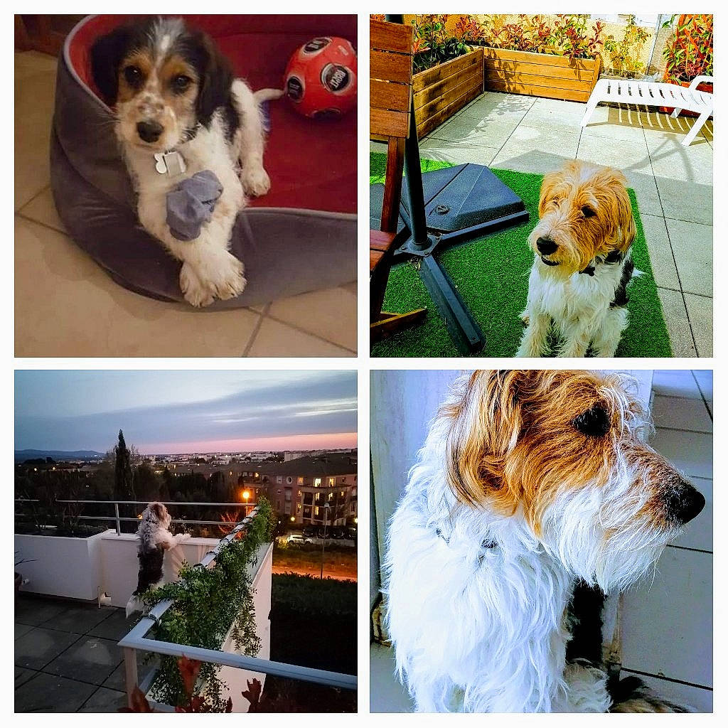 Olly a rejoint le concours — aidez-le/la à gagner de superbes lots ! canidae, carnivore, cavalier_king_charles_spaniel, collage, companion_dog, dog, dog_breed, dog_supply, fur, liver, maltepoo, mammal, pet_supply, snout, spaniel, sporting_group, terrier, toy_dog, vertebrate, working_animal