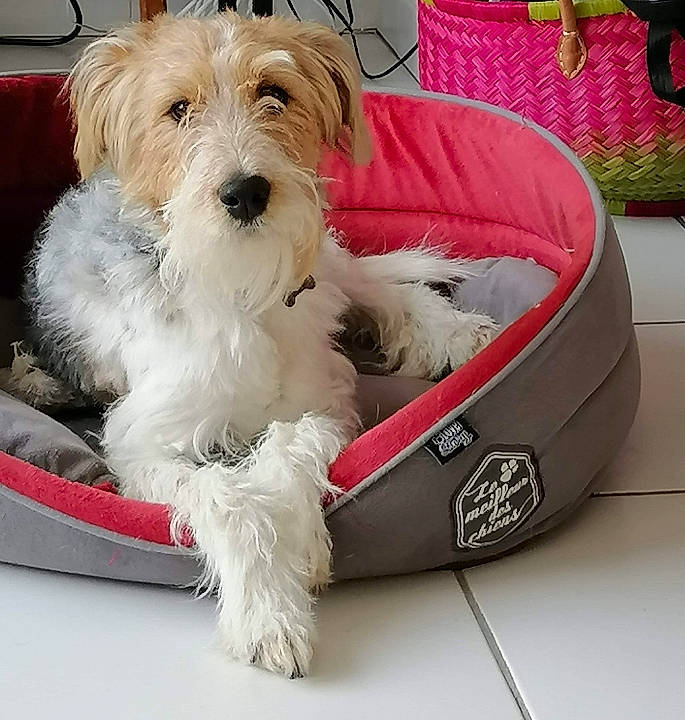 Olly a rejoint le concours — aidez-le/la à gagner de superbes lots ! canidae, carnivore, companion_dog, dog, dog_bed, dog_breed, dog_supply, home_accessories, hunting_dog, irish_soft_coated_wheaten_terrier, maltepoo, mammal, pet_supply, small_terrier, sporting_group, terrier, throw_pillow, toy_dog, vertebrate, working_animal