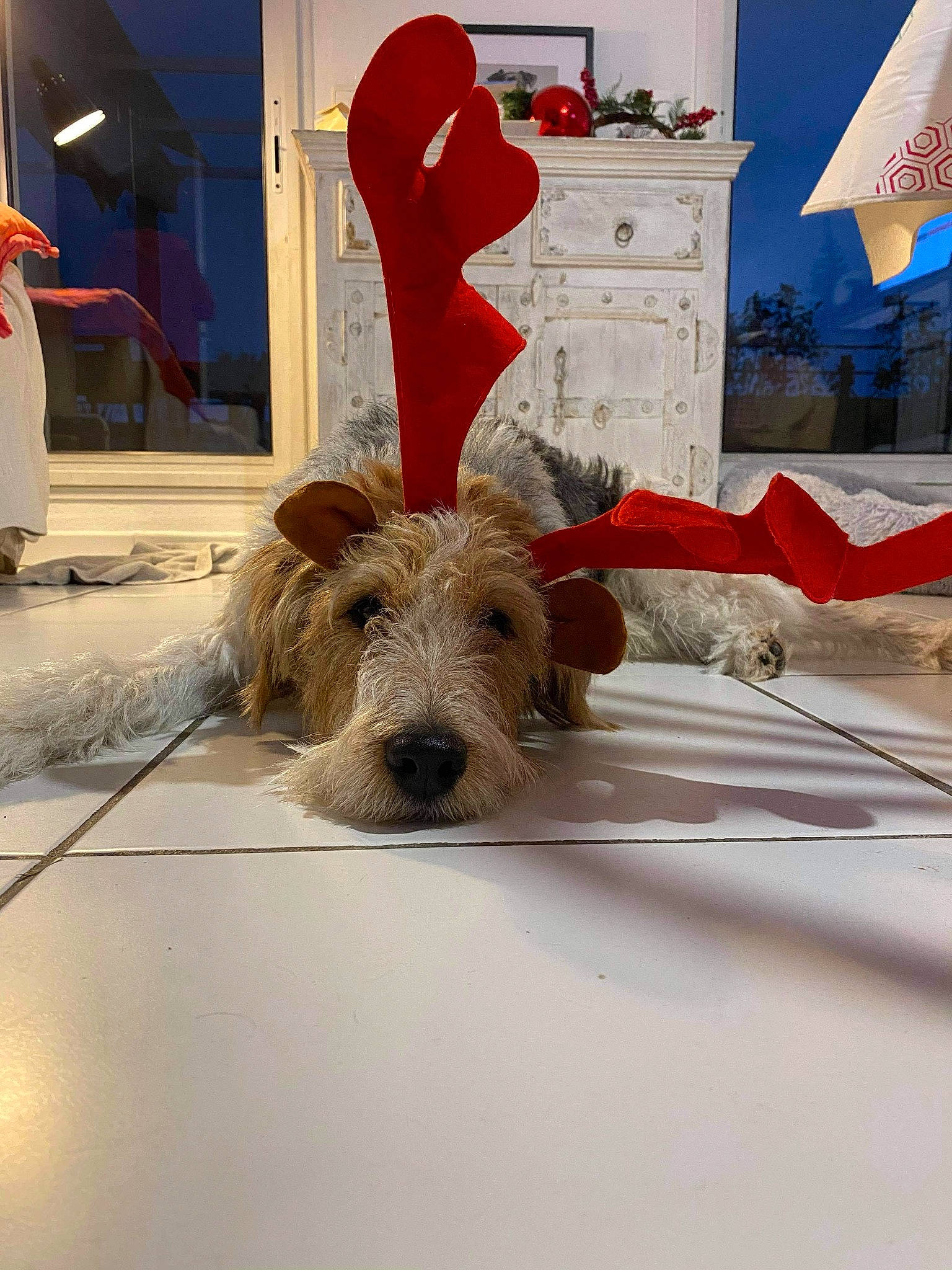 Olly participe au concours pour gagner de l'argent avec cette photo : airedale_terrier, canidae, carnivore, companion_dog, dog, dog_breed, floor, home, home_accessories, interior_design, lakeland_terrier, lamp, lighting, picture_frame, snout, sporting_group, terrier, vertebrate, welsh_terrier