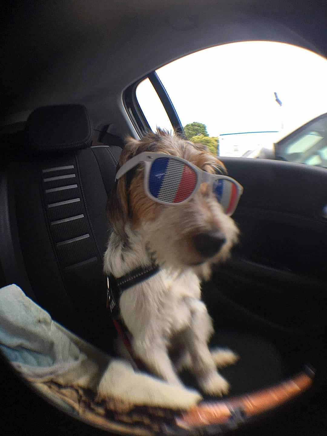 Olly participe au concours pour gagner de l'argent avec cette photo : automotive_mirror, automotive_side_view_mirror, automotive_window_part, canidae, car_seat, car_seat_cover, carnivore, collar, companion_dog, dog, dog_breed, dog_collar, dog_supply, hood, pet_supply, rear_view_mirror, snout, sporting_group, vehicle_door, working_animal