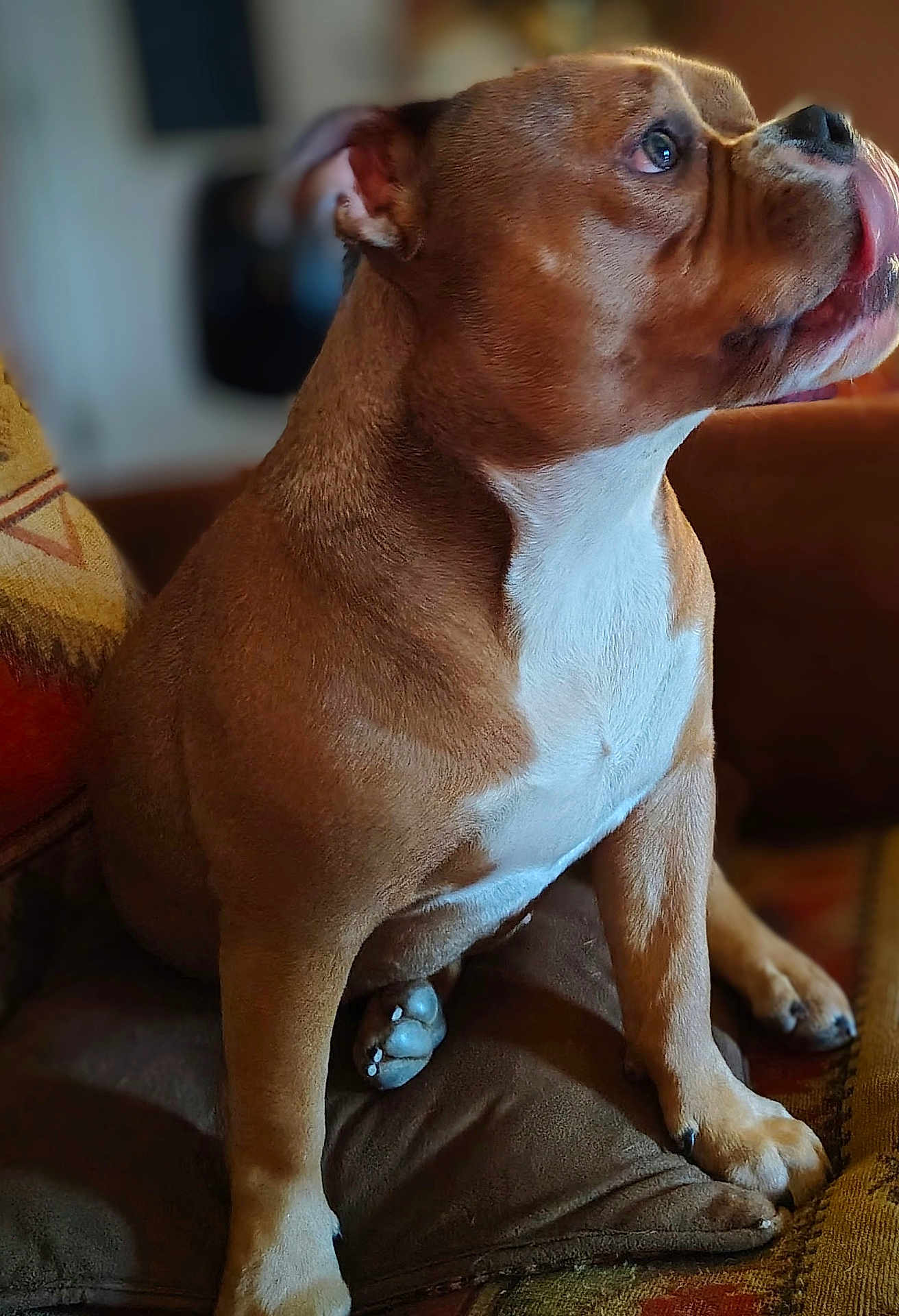Zayda joined the competition — help win amazing prizes! dog, pet, brown_fur, white_fur, indoors, couch, sitting, tongue_out, close_up, animal, cute, canine, paw, fur_texture, domestic_animal, companion, friendly, portrait, relaxed, home