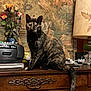 cat, tortoiseshell_cat, wooden_dresser, vintage, lamp, floral_lamp, tapestry, flowers, indoor, pet, furniture, retro, antique, decor, sitting, animal, feline, tail, tabletop, closeup