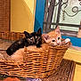 kitten, cat, basket, feline, pet, orange_cat, black_cat, indoor, window, table, woven, cozy, cute, animal, resting, domestic, young, fur, pair, curious