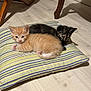 kitten, cat, pet, animal, indoor, cushion, striped, floor, wooden_floor, orange_cat, black_cat, feline, cute, small, young, resting, snuggling, domestic, chair_leg, home