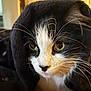 Cloudy De Maria is registered to the contest to win money with this photo: cat, close_up, black_and_white, yellow_eyes, whiskers, fur, portrait, animal, pet, cozy, indoors, fabric, texture, cute, mammal, face, domestic_cat, looking_away, soft_light, whisker_detail