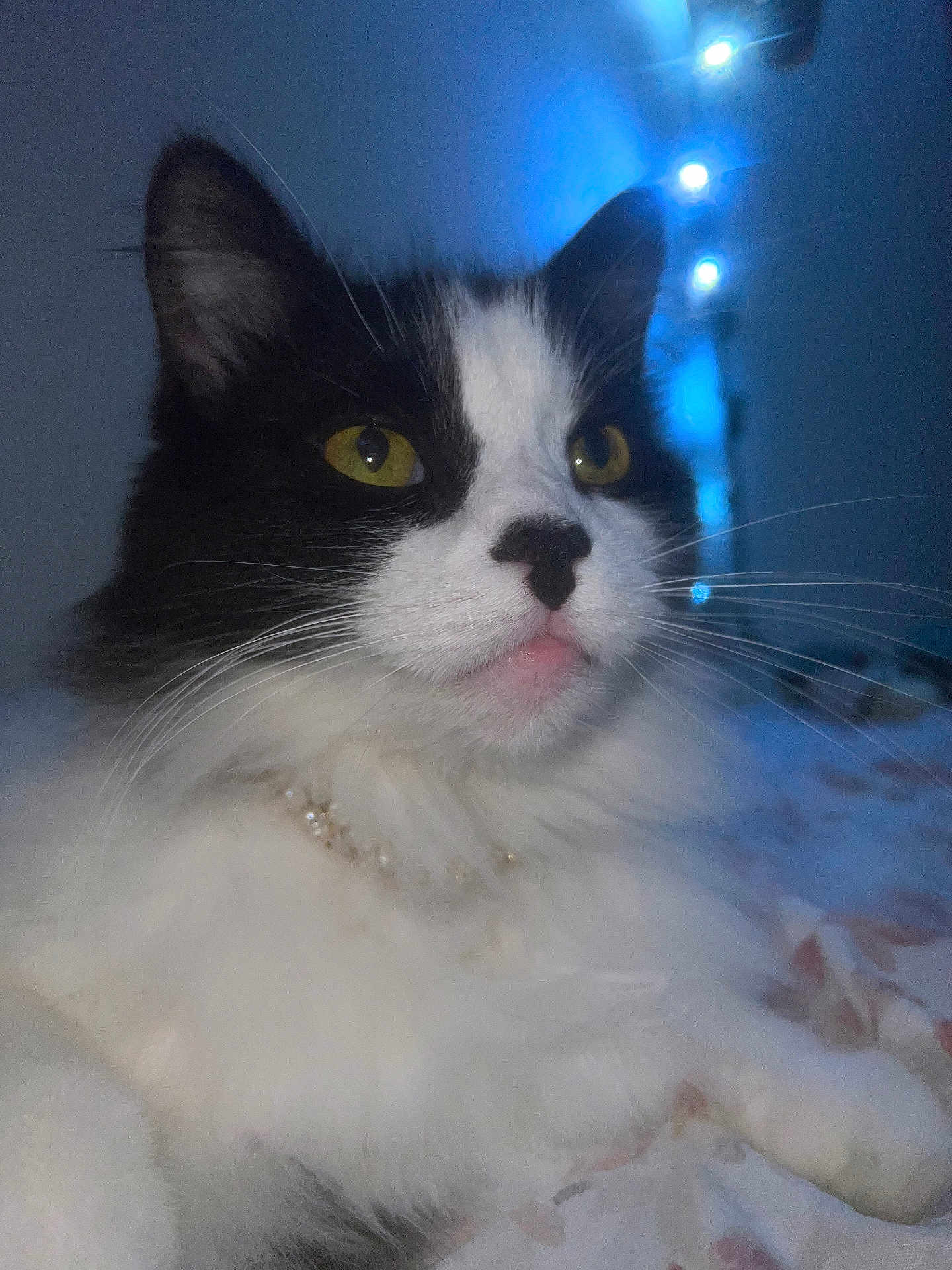 Cloudy De Maria is registered to the contest to win money with this photo: cat, black_and_white, yellow_eyes, whiskers, bed, blanket, indoor, close_up, pet, feline, fur, relaxed, domestic_animal, portrait, animal, cute, cozy, lights, night, resting