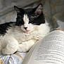 cat, black_and_white, sleeping, book, reading, bed, blanket, cozy, indoor, pet, fur, relaxing, resting, close_up, whiskers, cute, animal, soft, comfort, domestic