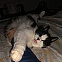 Cloudy is registered to the contest to win money with this photo: cat, black_and_white, fluffy, bed, blanket, paw, stretching, tongue_out, person, arm, indoor, cozy, sleepy, pet, animal, feline, cute, resting, dark, hand