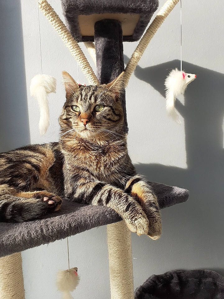 Lylou a rejoint le concours — aidez-le/la à gagner de superbes lots ! carnivore, cat, cat_supply, claw, curious, felidae, fur, grey, organism, paw, pet_supply, small_to_medium_sized_cats, snout, tail, vertebrate, whiskers