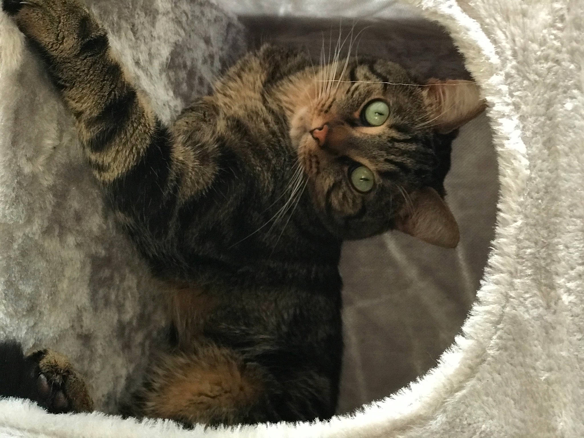 Lylou a rejoint le concours — aidez-le/la à gagner de superbes lots ! carnivore, cat, domestic_short_haired_cat, felidae, fur, natural_material, pet_supply, small_to_medium_sized_cats, snout, tabby_cat, tail, terrestrial_animal, vertebrate, whiskers