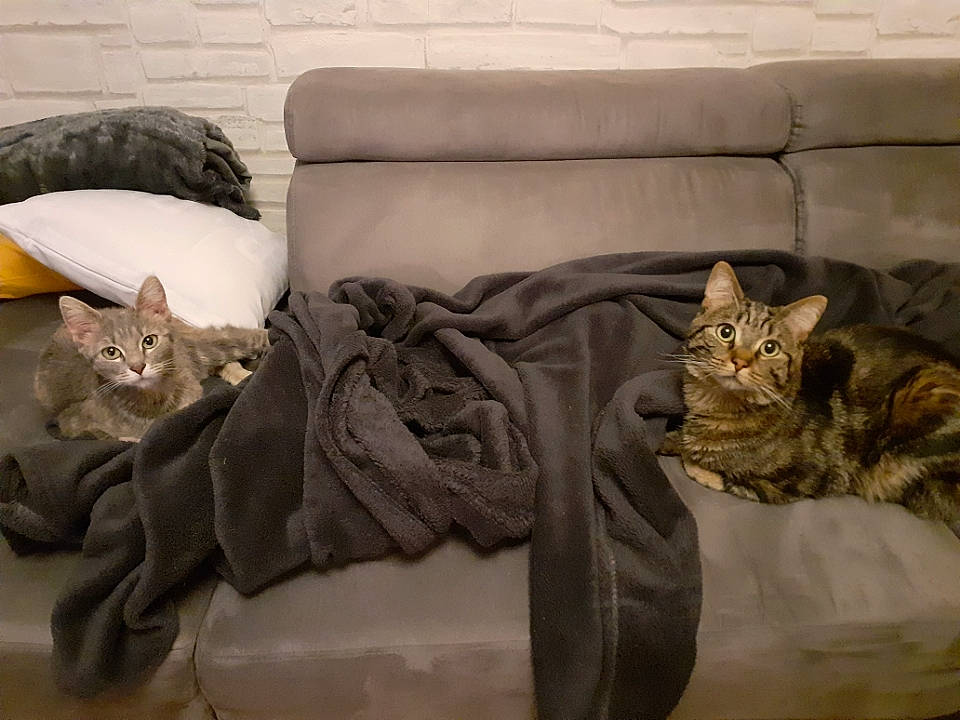 Lylou a rejoint le concours — aidez-le/la à gagner de superbes lots ! carnivore, cat, cat_bed, cat_supply, comfort, couch, domestic_short_haired_cat, felidae, fur, grey, living_room, pet_supply, small_to_medium_sized_cats, studio_couch, tabby_cat, vertebrate, whiskers