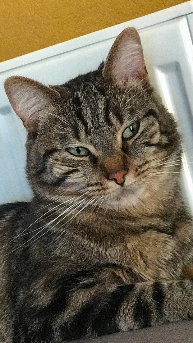 Lylou participe au concours pour gagner de l'argent avec cette photo : carnivore, cat, domestic_short_haired_cat, felidae, fur, iris, small_to_medium_sized_cats, snout, tabby_cat, vertebrate, whiskers