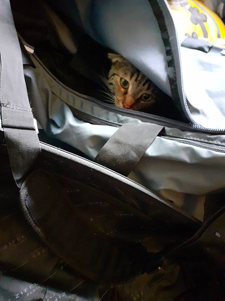 Lylou participe au concours pour gagner de l'argent avec cette photo : carnivore, cat, felidae, leather, small_to_medium_sized_cats, whiskers