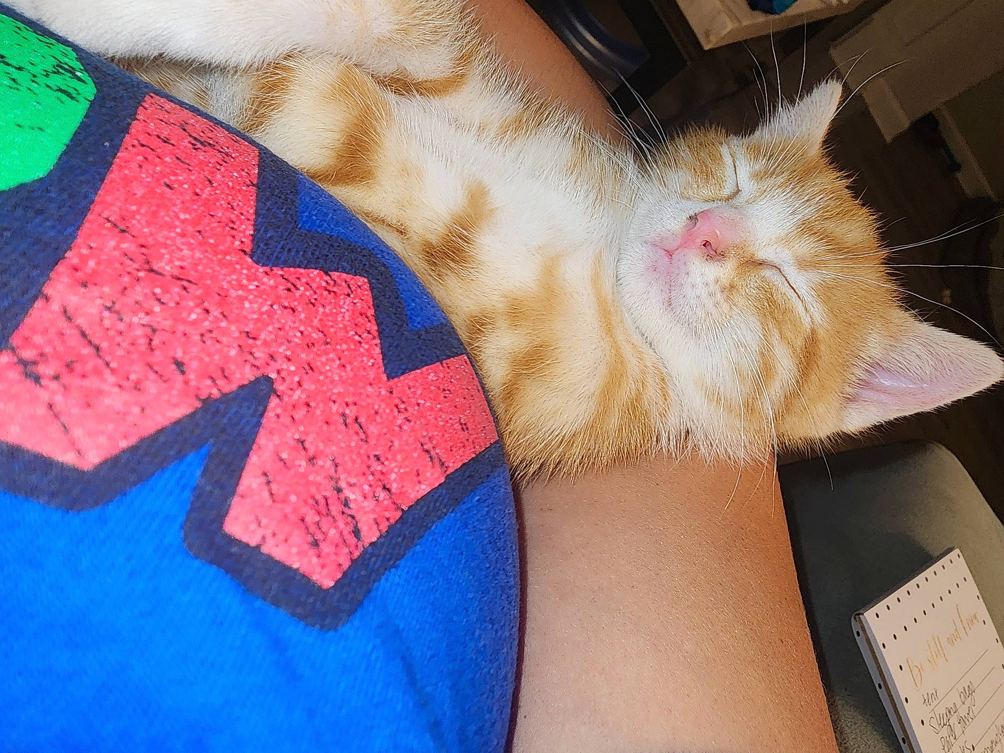 Bourbon is registered to the contest to win money with this photo: carmine, carnivore, cat, domestic_short_haired_cat, electric_blue, fashion_accessory, fawn, felidae, foot, fur, human_leg, linens, nail, pattern, paw, sleeve, small_to_medium_sized_cats, tail, whiskers, wrist