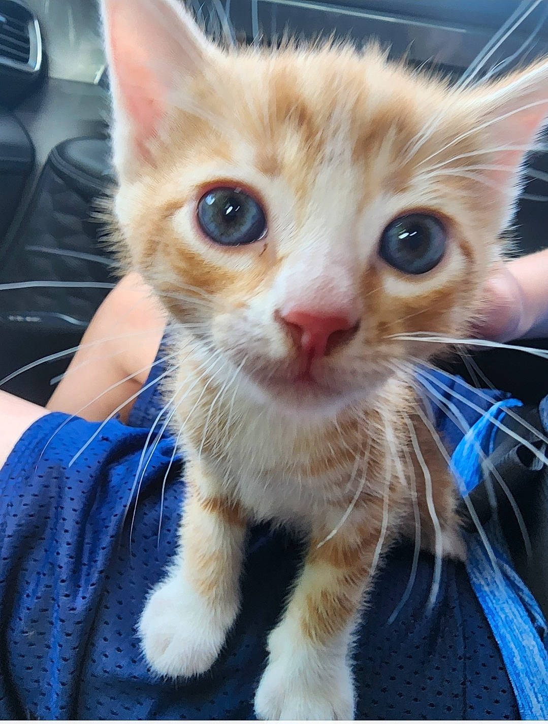 Bourbon joined the competition — help win amazing prizes! carnivore, cat, claw, domestic_short_haired_cat, ear, electric_blue, eye, eyelash, fawn, felidae, fur, iris, nose, paw, photo_caption, small_to_medium_sized_cats, snout, whiskers, window