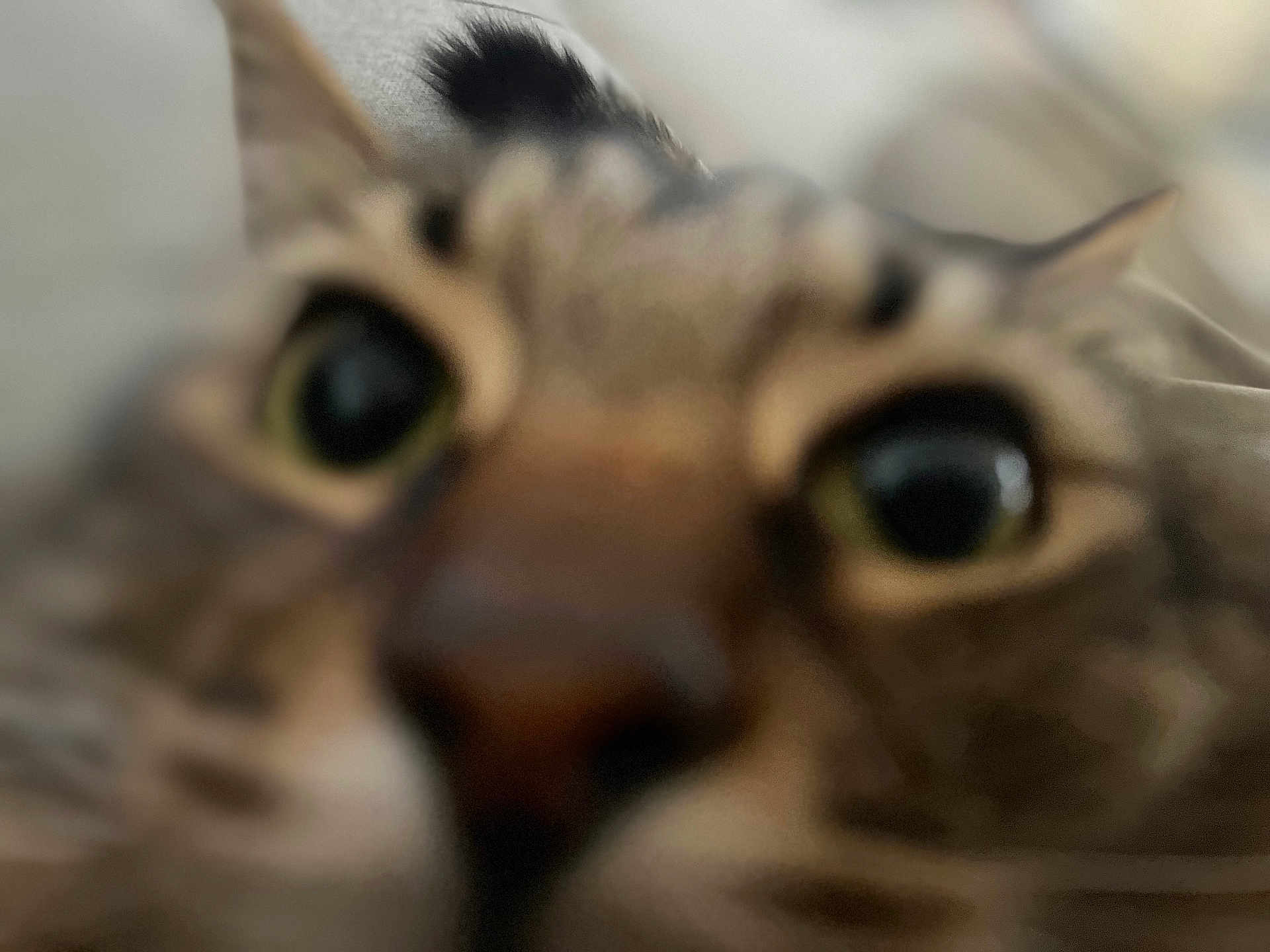 Brownie joined the competition — help win amazing prizes! animal, blurry, cat, close, close_up, curious, cute, domestic, eyes, face, feline, fur, indoor, macro, mammal, nose, pet, portrait, soft_light, whiskers