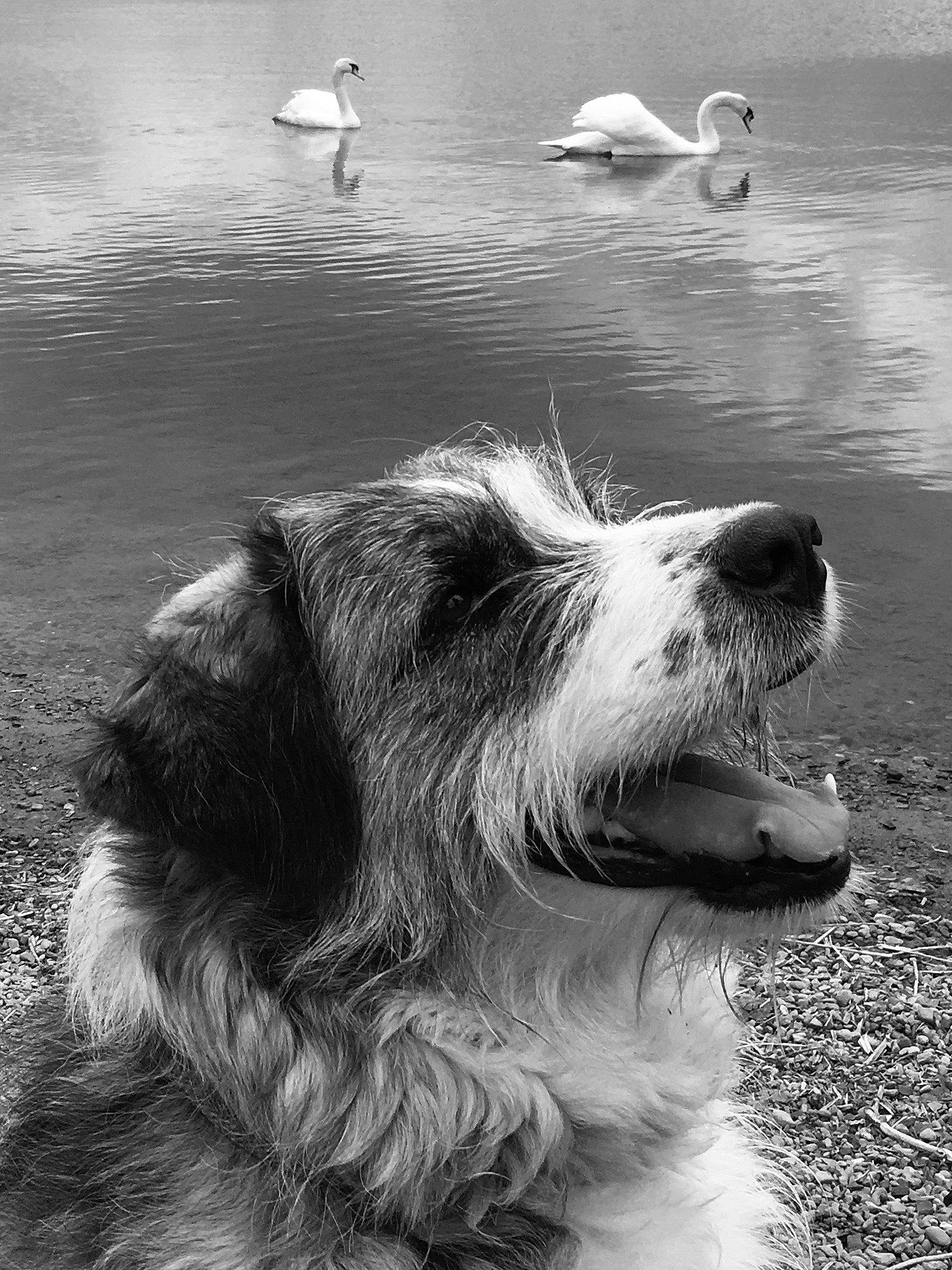 Willow is registered to the contest to win money with this photo: bird, black_and_white, canidae, carnivore, companion_dog, dog, dog_breed, fur, happy, lake, monochrome, monochrome_photography, snout, sporting_group, stock_photography, style, water, whiskers, white, working_animal