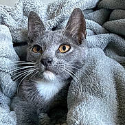 Maggie joined the competition — help win amazing prizes! cat, gray_cat, animal, pet, feline, whiskers, eyes, ears, paws, blanket, soft_texture, cozy, indoor, resting, curious, fur, cute, relaxing, close_up, portrait