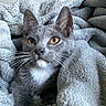 cat, gray_cat, animal, pet, feline, whiskers, eyes, ears, paws, blanket, soft_texture, cozy, indoor, resting, curious, fur, cute, relaxing, close_up, portrait