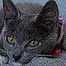Maggie joined the competition — help win amazing prizes! cat, grey_cat, close_up, golden_eyes, resting, blanket, soft_texture, collar, pink_collar, pet, feline, whiskers, ears, face, fur, indoor, cozy, animal, cute, domestic_cat