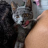 Maggie is registered to the contest to win money with this photo: cat, gray_cat, pet, animal, indoor, person, shoulder, fur, whiskers, tongue_out, curly_hair, window, door, pink_cloth, close_up, cute, playful, domestic_cat, young_cat, feline
