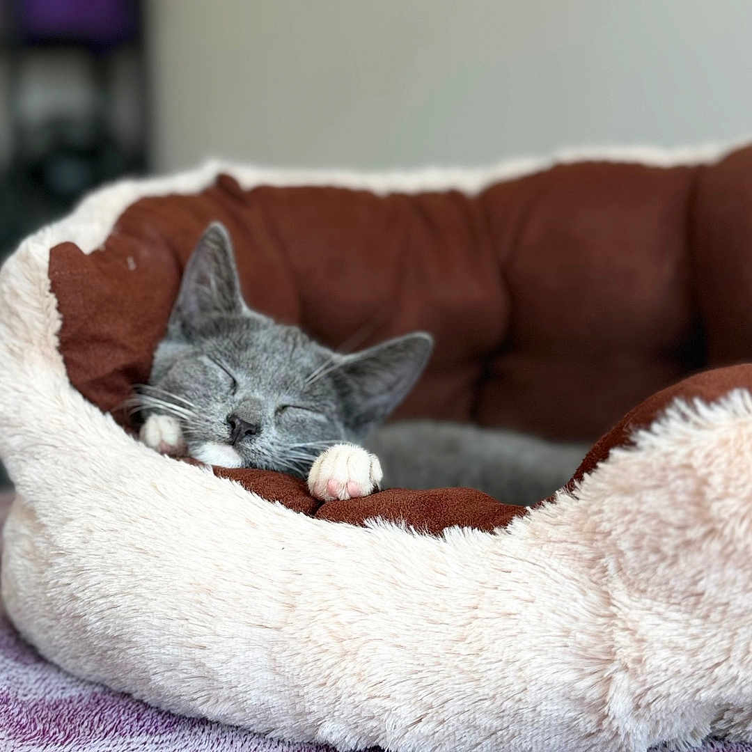 Maggie joined the competition — help win amazing prizes! cat, sleeping, pet_bed, grey_cat, indoor, cozy, plush, blanket, feline, resting, cute, relaxed, soft, home, animal, whiskers, paws, fur, closeup, peaceful