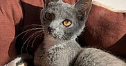 Maggie joined the competition — help win amazing prizes! kitten, cat, gray_cat, white_paw, amber_eyes, sunlight, cozy, plush_bed, indoor, pet, feline, resting, relaxed, whiskers, soft_texture, cute, animal, young_cat, close_up, comfortable
