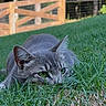 cat, gray_cat, tabby, grass, greenery, outdoor, nature, animal, feline, pet, alert, crouching, ears, whiskers, eyes, background, wooden_fence, trees, daylight, close_up