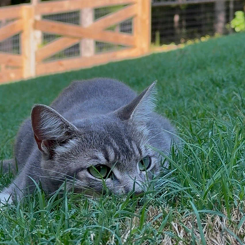 Maus joined the competition — help win amazing prizes! cat, gray_cat, tabby, grass, greenery, outdoor, nature, animal, feline, pet, alert, crouching, ears, whiskers, eyes, background, wooden_fence, trees, daylight, close_up