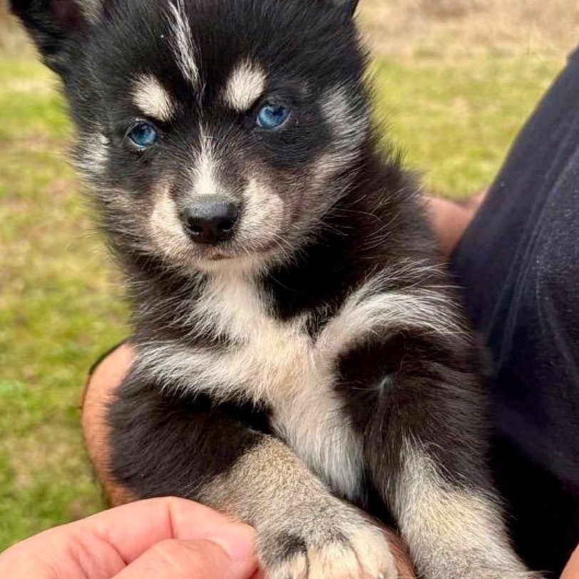 Mia a rejoint le concours — aidez-le/la à gagner de superbes lots ! animal, baby, ball, bodypart, canine, chihuahua, dog, eskimodog, finger, grass, hand, husky, person, pet, plant, puppy, rock, sport, tennis, tennisball