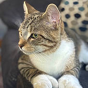 Max joined the competition — help win amazing prizes! cat, tabby, white_paws, close_up, pet, feline, resting, indoor, blurred_background, green_eyes, whiskers, fur, animal, cute, domestic, portrait, relaxed, soft_light, side_view, paws