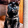 cat, tortoiseshell_cat, pet, indoor, scratching_post, feline, whiskers, ears, sitting, fur, animal, closeup, wood, texture, soft, cute, alert, domestic_cat, eyes, mammal