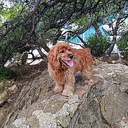 Ninja participe au concours pour gagner de l'argent avec cette photo : branches, brown_fur, coastline, cocker_spaniel, dog, fluffy, happy, long_ears, nature, outdoors, panting, pink_tongue, portrait, rocks, standing, stone_wall, sunlight, travel, tree, turquoise_water